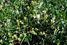 Saule arbrisseau - Salix foetida - Salicacées