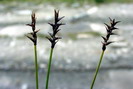 Laîche de Davall - Carex davalliana - Cypéracées