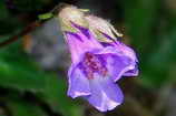 Haberlea rhodopensis - Gesneriacées - Plante endémique du Balkan et des Rhodopes