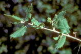 Haute Provence - Haute Blone - La Lauzire - Chne faux-houx, aussi appel Chne vert (Quercus ilex)
