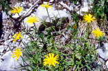 Haute Provence - Haute Bléone - Les Eaux Chaudes (1300 m) - Buphtalme à grandes fleurs - Buphtalmum grandiflorum